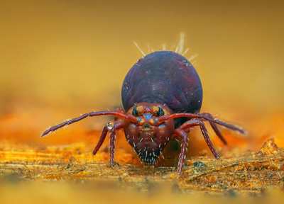 Allergies to Dust Mites